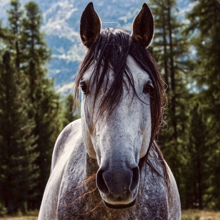 Productos Para Caballo