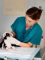 close-up-veterinarian-taking-care-dog